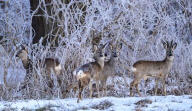 Berlin & Brandenburg: Notzeit für Wildtiere in Oder-Spree ausgerufen