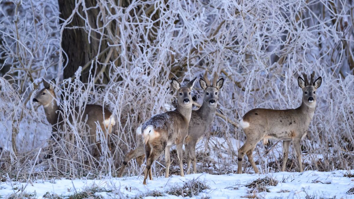 Berlin & Brandenburg: Notzeit für Wildtiere in Oder-Spree ausgerufen