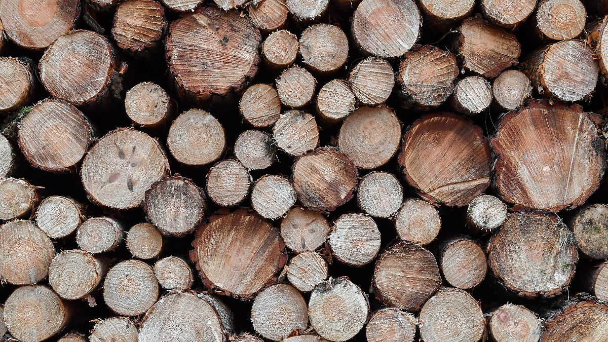 Berlin & Brandenburg: Forstarbeit bei Dauerfrost: "Da wird einem warm"