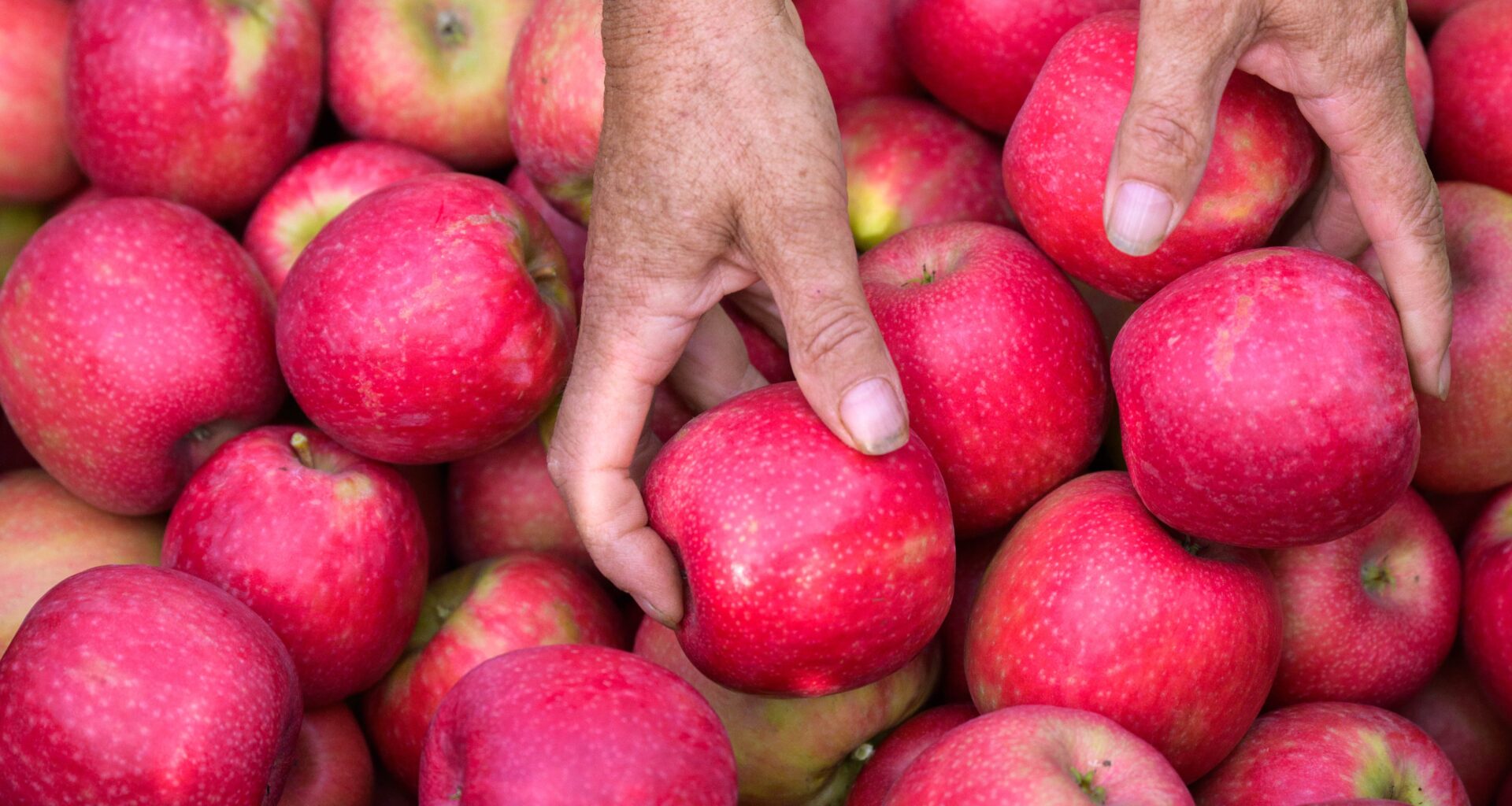 Pink Lady® Europe präsentiert auf der FRUIT LOGISTICA neue Markenstrategie