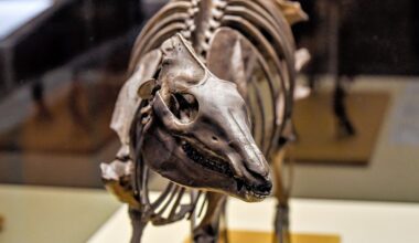 Die Skelettnachbildung des Urpferdchens, das so groß wie ein Hund war. Es gehört zu den herausragenden Funden im Geiseltal-Tagebau.