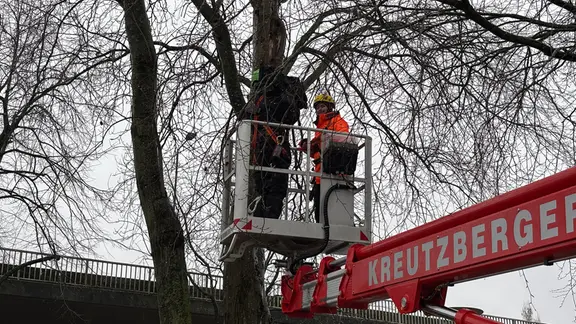 Annelie Otten überprüft, ob in Bäumen Fledermäuse leben könnten. | NDR, Vinetta Richter Zwei Personen in einem Steiger bei Baumarbeiten