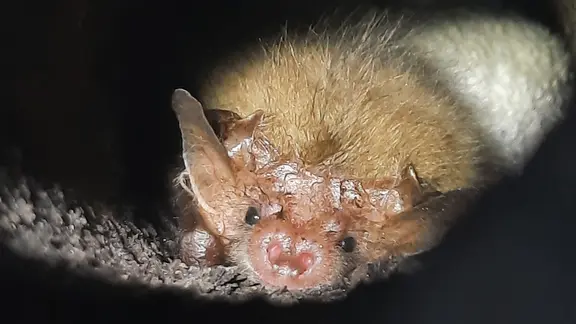 Eine Fledermaus blickt frontal in die Kamera | Schleswig-Holsteinische Landesforsten (AöR) Eine Fledermaus blickt frontal in die Kamera