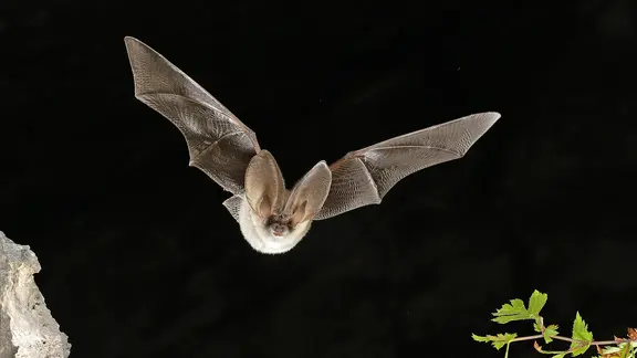 Eine Fledermaus ("Graues Langohr") im Flug. | dpa picture alliance/imageBROKER, Franz Christoph Robiller Eine Fledermaus ("Graues Langohr") im Flug.