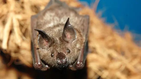 Nahansicht einer Brillenblattnasen-Fledermaus | Noctalis Bildarchiv Nahansicht einer Brillenblattnasen-Fledermaus