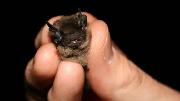 Unter anderem die Zwergfledermaus ist in Schleswig-Holstein verbreitet. | NDR, Carmen Woisczyk Eine Zwergfledermaus, festgehalten zwischen Fingern.