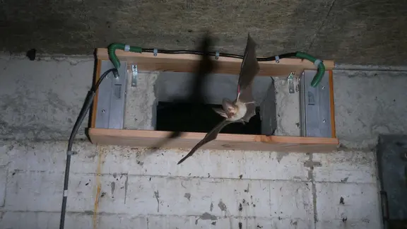 Diese Fledermaus - ein braunes Langohr - hat ihr Quartier in einem Bunker. | Kreis Schleswig-Flensburg, Kreis Schleswig-Flensburg Eine Fledermaus fliegt in einen Bunker.