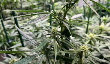 50 Kilo Marihuana produziert: Prozess gegen Drogenbande beginnt in Halle