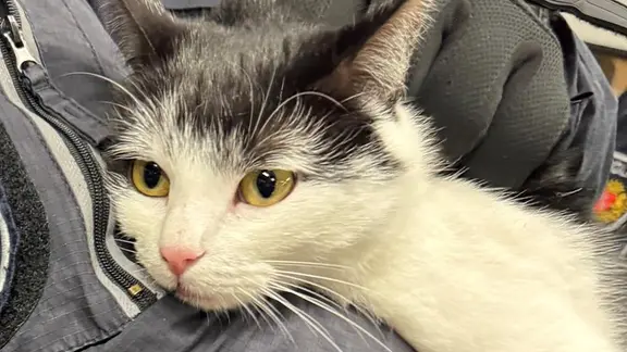 Eine Streife hat eine Katze in einer Regionalbahn in Bremen eingefangen.