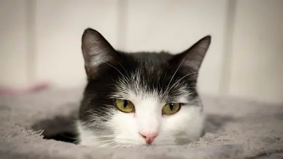 Die Katze Shila sitzt in einem Versteck im Tierheim in Oldenburg