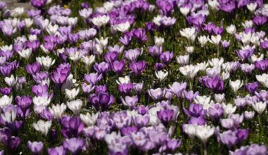 Bauernregel liefert Vorhersage für Frühling in Karlsruhe am 2. Februar