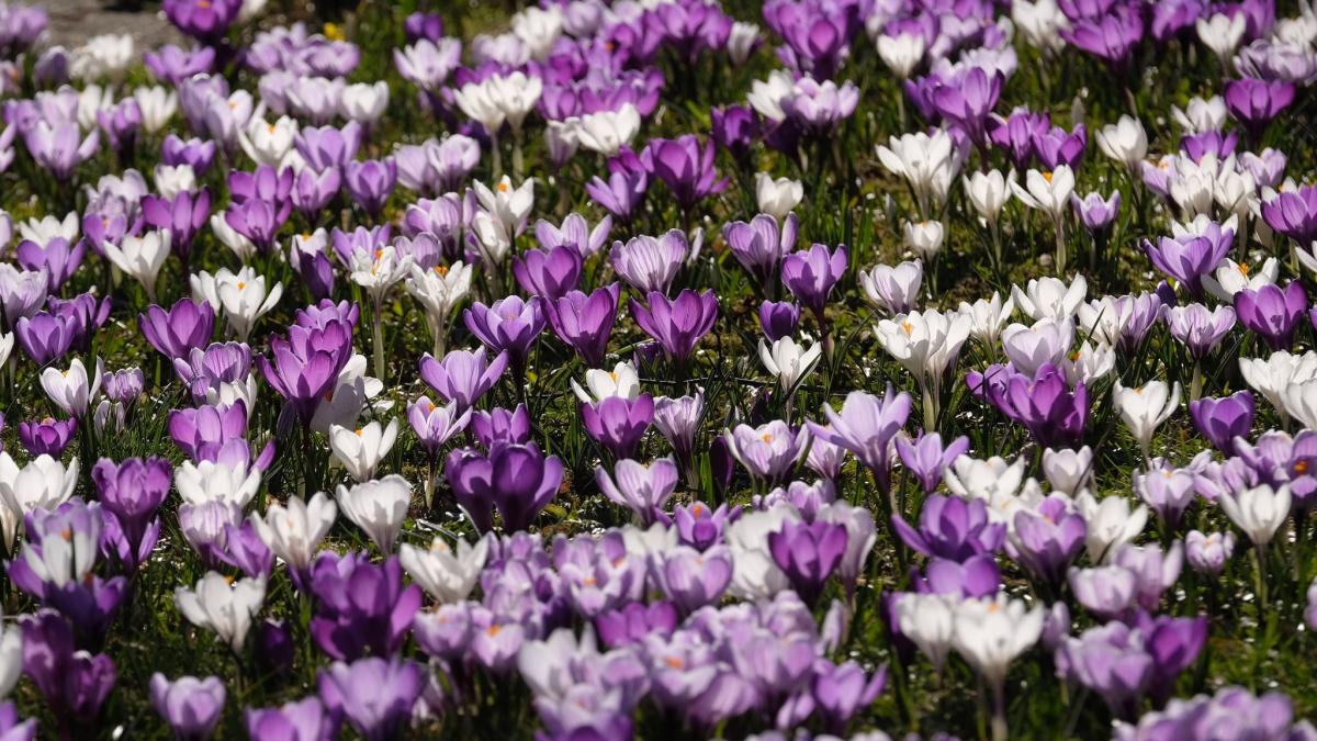 Bauernregel liefert Vorhersage für Frühling in Karlsruhe am 2. Februar