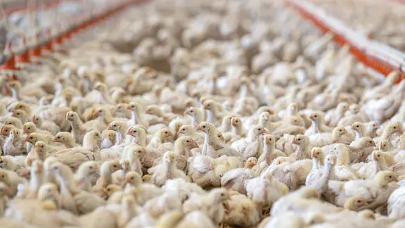 Masthähnchen der Rasse Hubbard 757 stehen in einem Stall mit den Vorgaben der Haltungsform des niederländischen Systems „Beter Leven 1 Ster“.