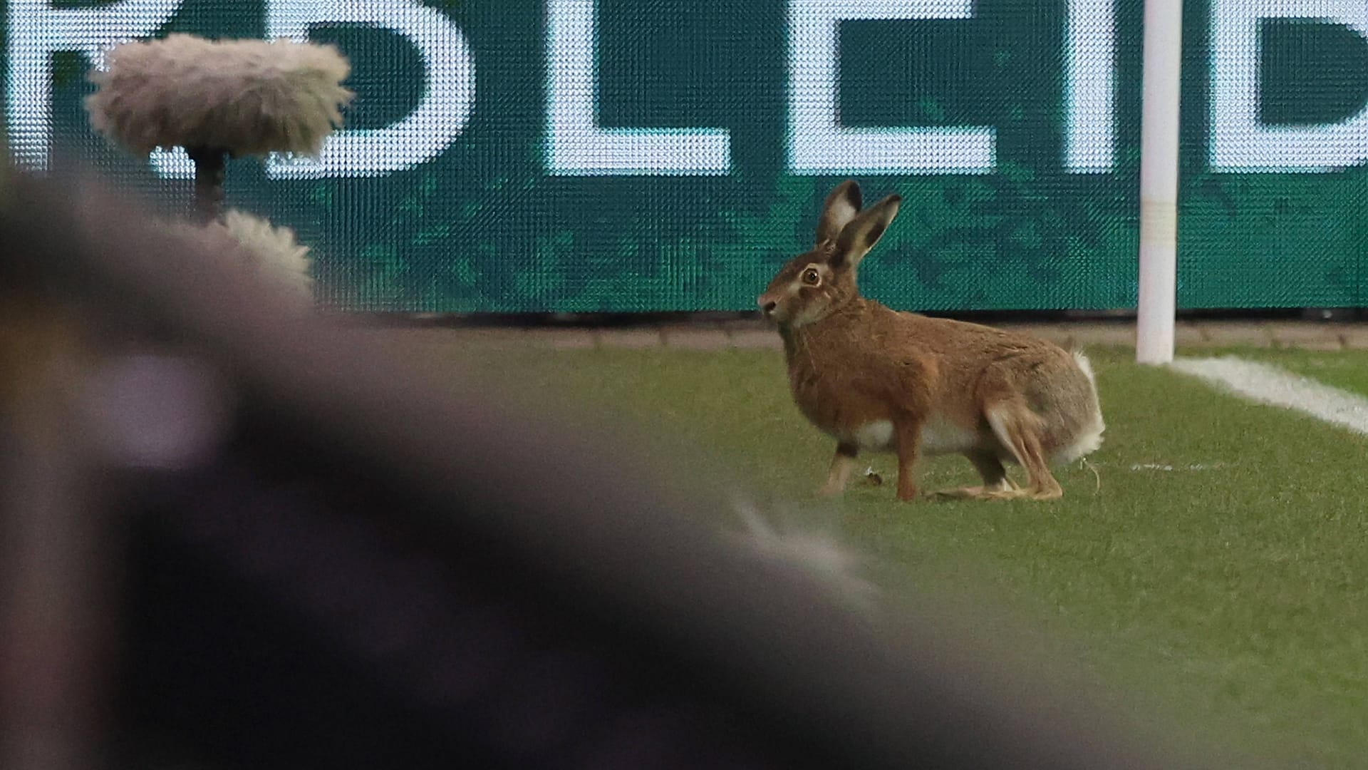 Tier macht Sachen: Ein Hase im Kieler Stadion in der Halbzeitpause des Pokal-Viertelfinals gegen Stuttgart.