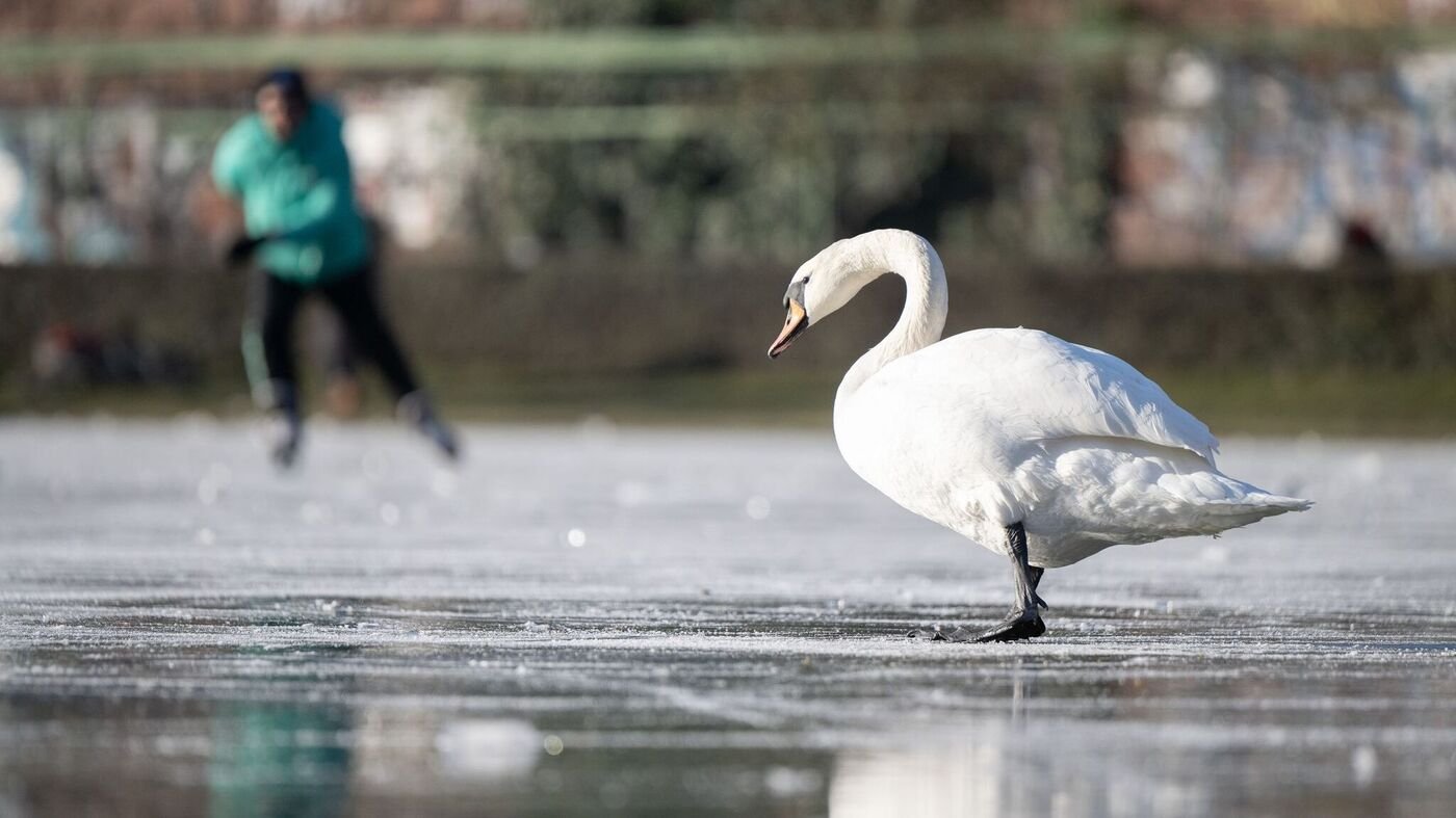 Vogelgrippe zirkuliert weiter in Berlin