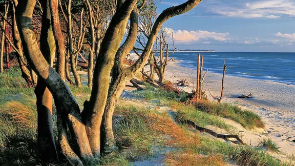 Bäume am Darßer Weststrand. | TMV, Thomas Grundner Bäume am Darßer Weststrand.