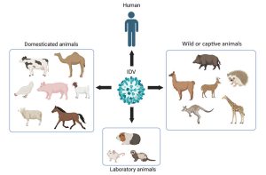 Influenza D Wirtsspektrum