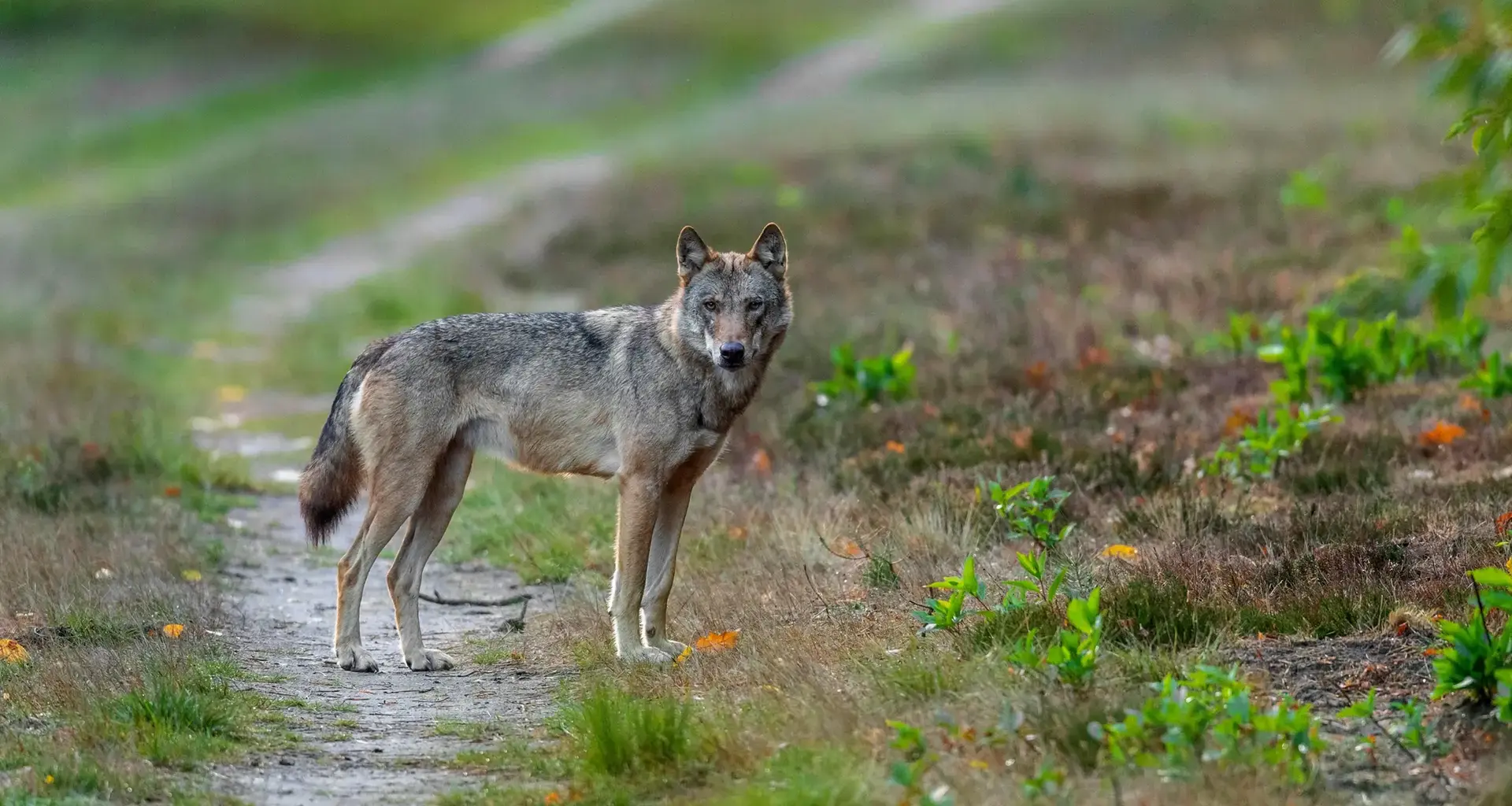 Möglicherweise Wolf gesichtet im Hamburger Westen