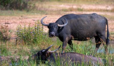 So schützt ein Schäfer in Brandenburg bedrohte Naturlandschaften