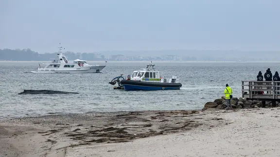 Ein Saugbagger liegt neben einem Boot der Wasserschutzpolizei in der Nähe eines an der Ostseeküste vor Niendorf gestrandeten Wals-
