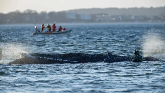Ein Wal wird aus der Lübecker Bucht gerettet und befindet sich im offenem Wasser | picture alliance/dpa | Ulrich Perrey Ein Wal wird aus der Lübecker Bucht gerettet und befindet sich im offenem Wasser