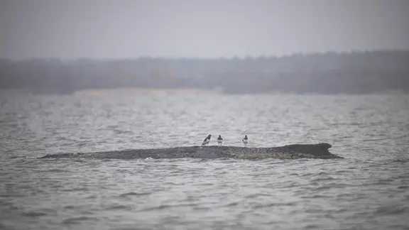 Drei Wasservögel sitzen auf dem Rücken des Wals. Nach seiner zwischenzeitlichen Befreiung von einer Sandbank liegt der Buckelwal am Morgen noch immer in der Wismarbucht. | Philip Dulian/dpa Drei Wasservögel sitzen auf dem Rücken des Wals. Nach seiner zwischenzeitlichen Befreiung von einer Sandbank liegt der Buckelwal am Morgen noch immer in der Wismarbucht.