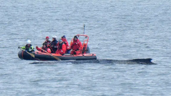 Naturschützer der Organisation Greenpeace sind am Sonntag erneut mit einem Schlauchboot zum Wal gefahren. | Daniel Bockwoldt/dpa Ein Boot von Greenpeace fährt an einem in der Ostsee liegenden Buckelwal entlang.
