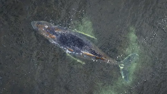 Drohnenaufnahmen von Greenpeace zeigen, dass das Wasser um den Buckelwal tief genug ist, dass er sich freischwimmen könnte. | Daniel Müller / Greenpeace Drohnenaufnahmen zeigen den erneut gestrandeten Buckelwal in der Wismarer Bucht in der Ostsee.