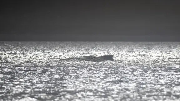 Ein Buckelwal ist umgeben von in der Sonne glänzendem Wasser.