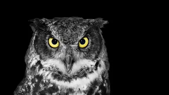 Eine Eule mit grauweißem Gefieder und gelben Augen bei Nacht.