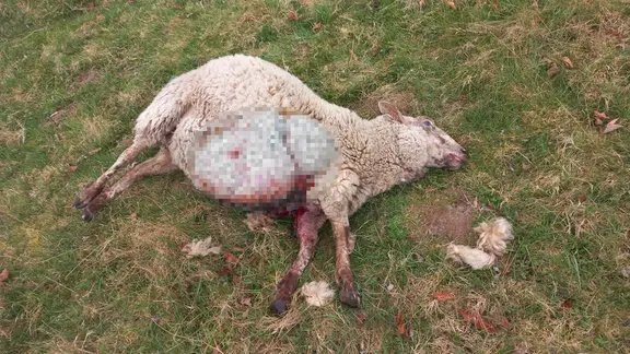 Totes Schaf auf einer Weide | NDR Totes Schaf auf einer Weide