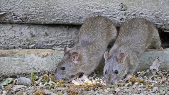Zwei Ratten auf Futtersuche, dahinter Baumstämme. | Colourbox, Philip Bird Zwei Ratten auf Futtersuche, dahinter Baumstämme.