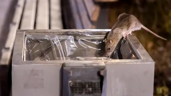 Eine Ratte krabbelt in einen Mülleimer | IMAGO, IP3press Eine Ratte krabbelt in einen Mülleimer