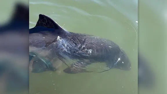 Ein Schweinswal schwimmt im Hafenbecken von Föhr.