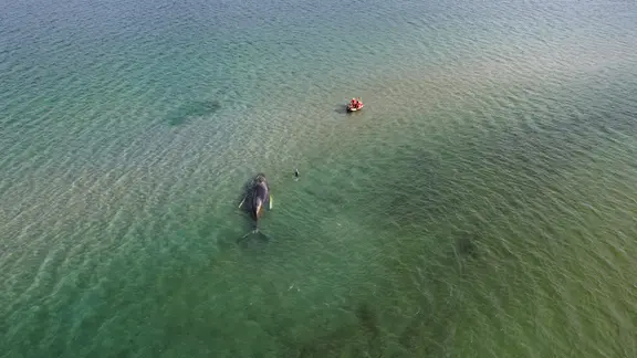 Ein Buckelwal liegt gestrandet auf einer Sandbank in der Lübecker Bucht. | NDR Ein Buckelwal liegt gestrandet auf einer Sandbank in der Lübecker Bucht.
