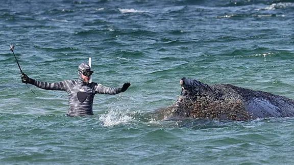 Ein Schwimmbagger arbeitet in der Nähe des gestrandeten Wals. 