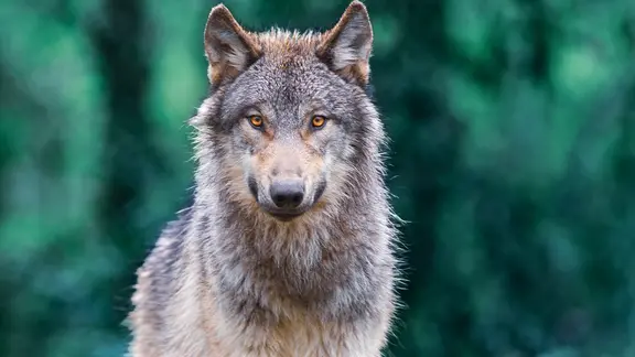 Ein Wolf vor einem grünen Hintergrund. | colourbox / Willy Mobilo Ein Wolf vor einem grünen Hintergrund.