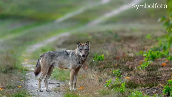 Ein Wolf steht auf einem Weg. | picture alliance, imageBROKER | W. Rolfes Ein Wolf steht auf einem Weg.