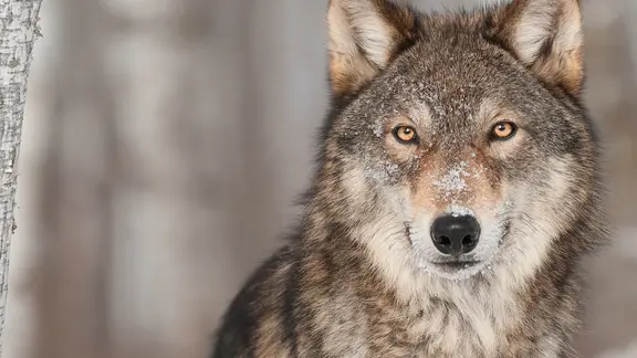 Ein Wolf schaut in die Kamera. | fotolia.com, Holly Kuchera Ein Wolf schaut in die Kamera.