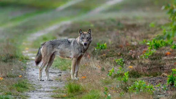 Ein Wolf steht auf einem Weg. | picture alliance, imageBROKER | W. Rolfes Ein Wolf steht auf einem Weg.