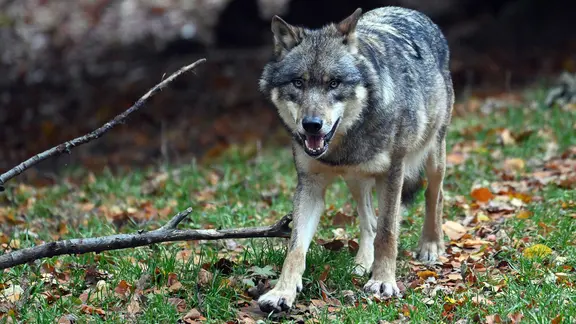 Das Bild zeigt einen Wolf. | picture-alliance/dpa, Swen Pförtner Das Bild zeigt einen Wolf.