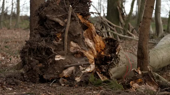 Ein umgestürzter Baum