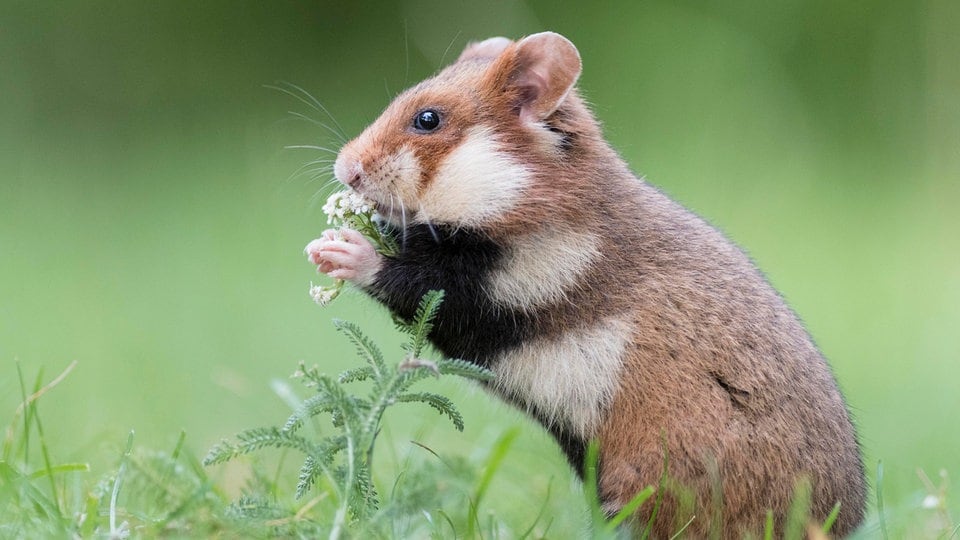 Feldhamster-Zucht in drei Zoos für Auswilderung in Nordsachsen