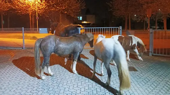 Pferde | Polizei Wolfenbüttel Pferde