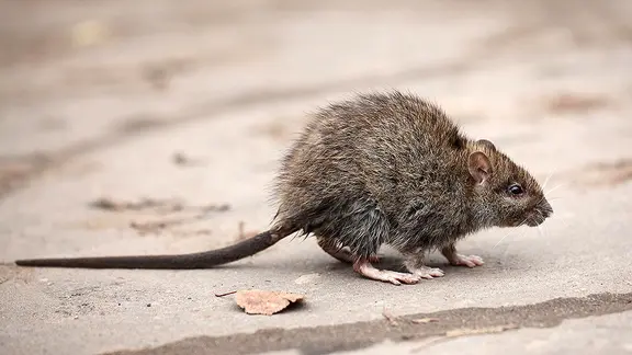 Eine braune Ratte am Boden. | Fotolia.com, kichigin19 Eine braune Ratte am Boden.
