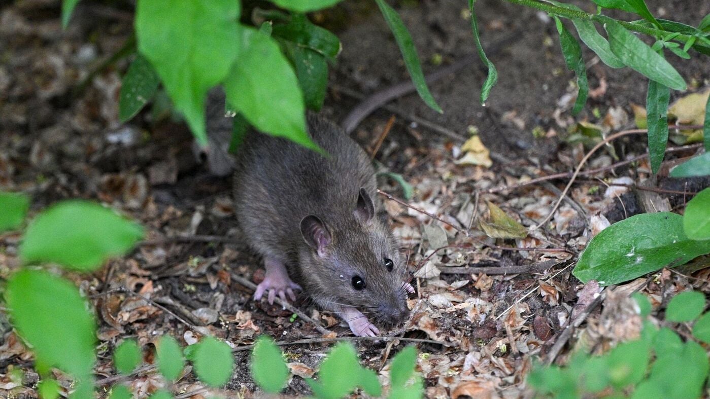 Jährlich fast 10.000 Einsätze gegen Nager: Was Berliner gegen Ratten tun können