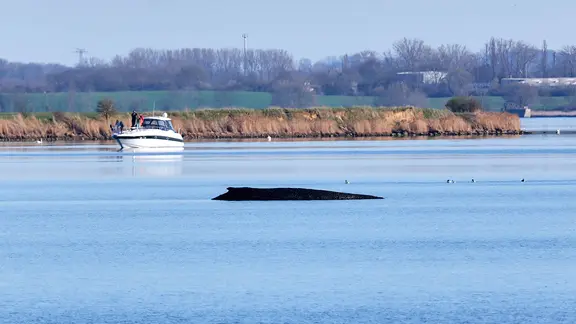 Der Buckelwal liegt am Nachmittag des 1. April 2026 vor der Insel Poel. | dpa, Marcus Golejewski Der Buckelwal liegt am Nachmittag des 1. April 2026 vor der Insel Poel.