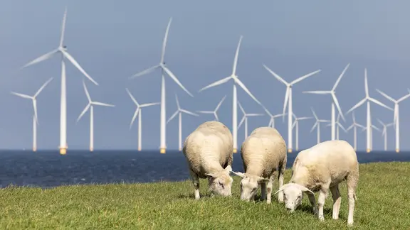 Schafe am Deich an der Nordsee. Im Hintergrund Windräder und Meer. | AdobeStock/Kruwt Schafe am Deich an der Nordsee. Im Hintergrund Windräder und Meer.