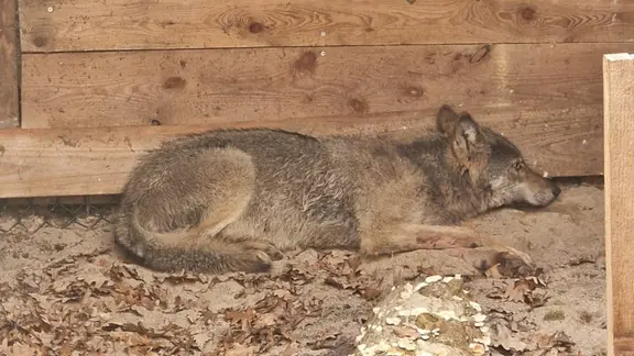 Der in Hamburg gefangene Wolf. 