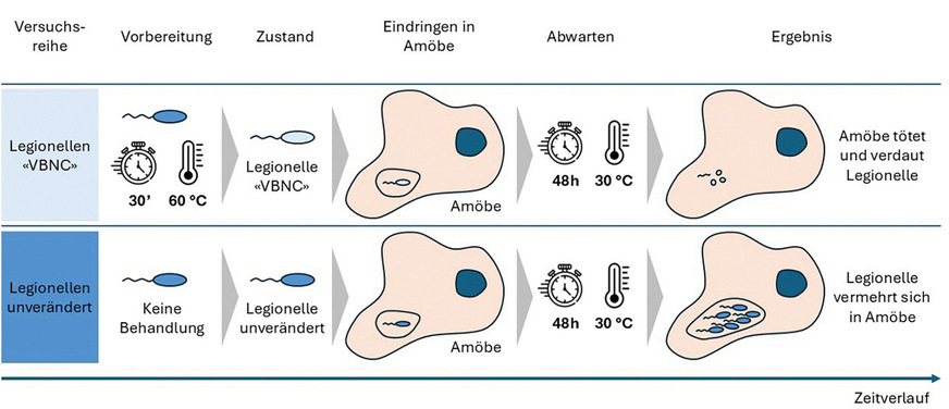 Werden Legionellen während 30 Minuten einer Temperatur von 60 °C ausgesetzt, nehmen sie den VBNC-Zustand ein. Danach sind sie nicht mehr in der Lage, Amöben zu infizieren. Auch eine Ansteckung des Menschen erscheint deshalb unwahrscheinlich.